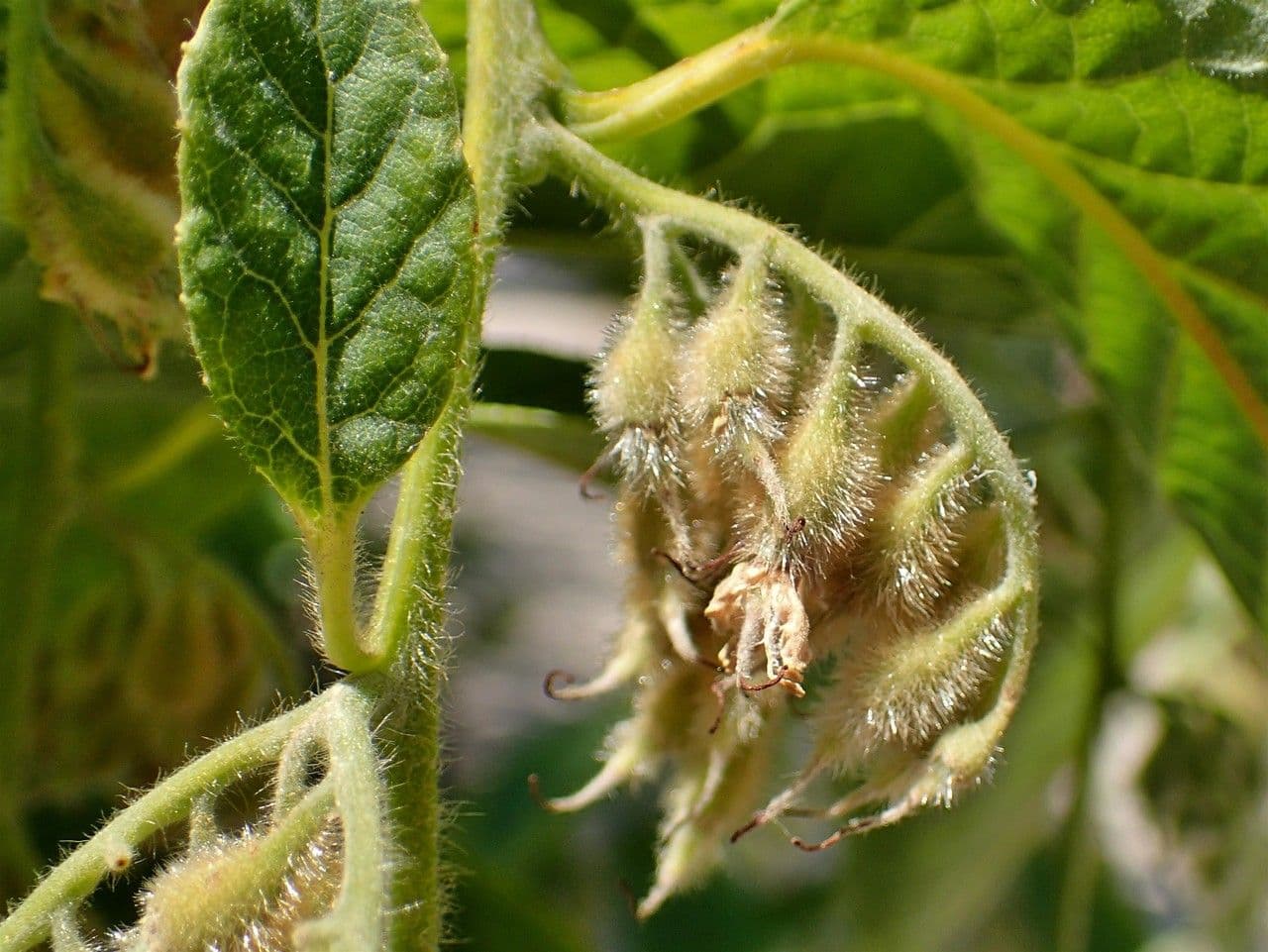 Pterostyrax hispidus 4