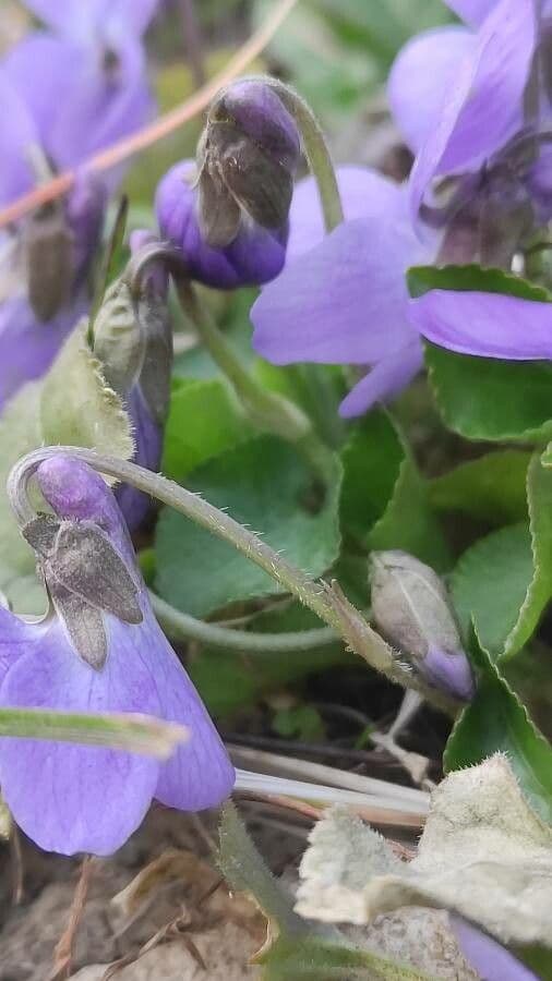 Viola pelosa 23