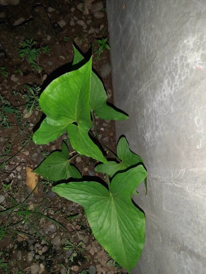 Typhonium 9