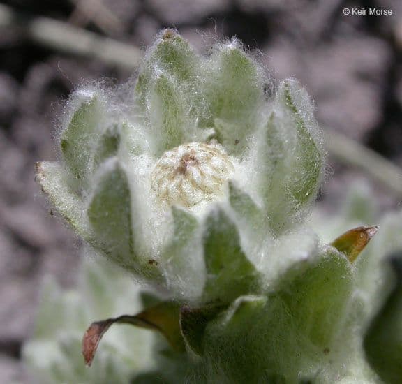 Psilocarphus brevissimus 3