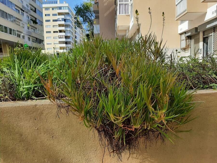 Bulbine bulbosa 7