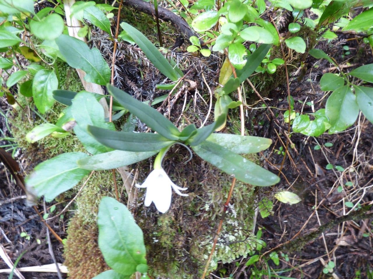 Angraecum 10