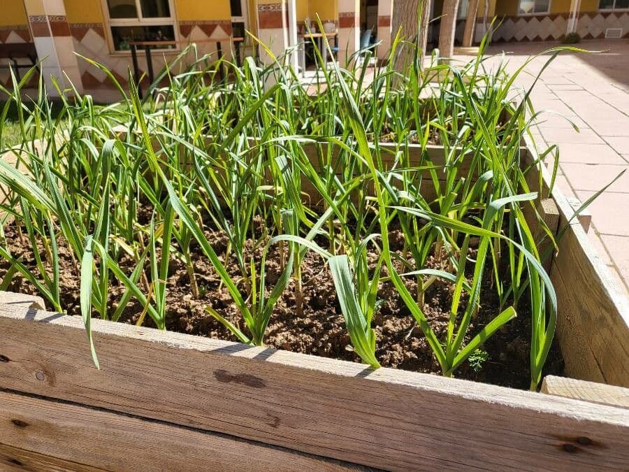 Aglio 12