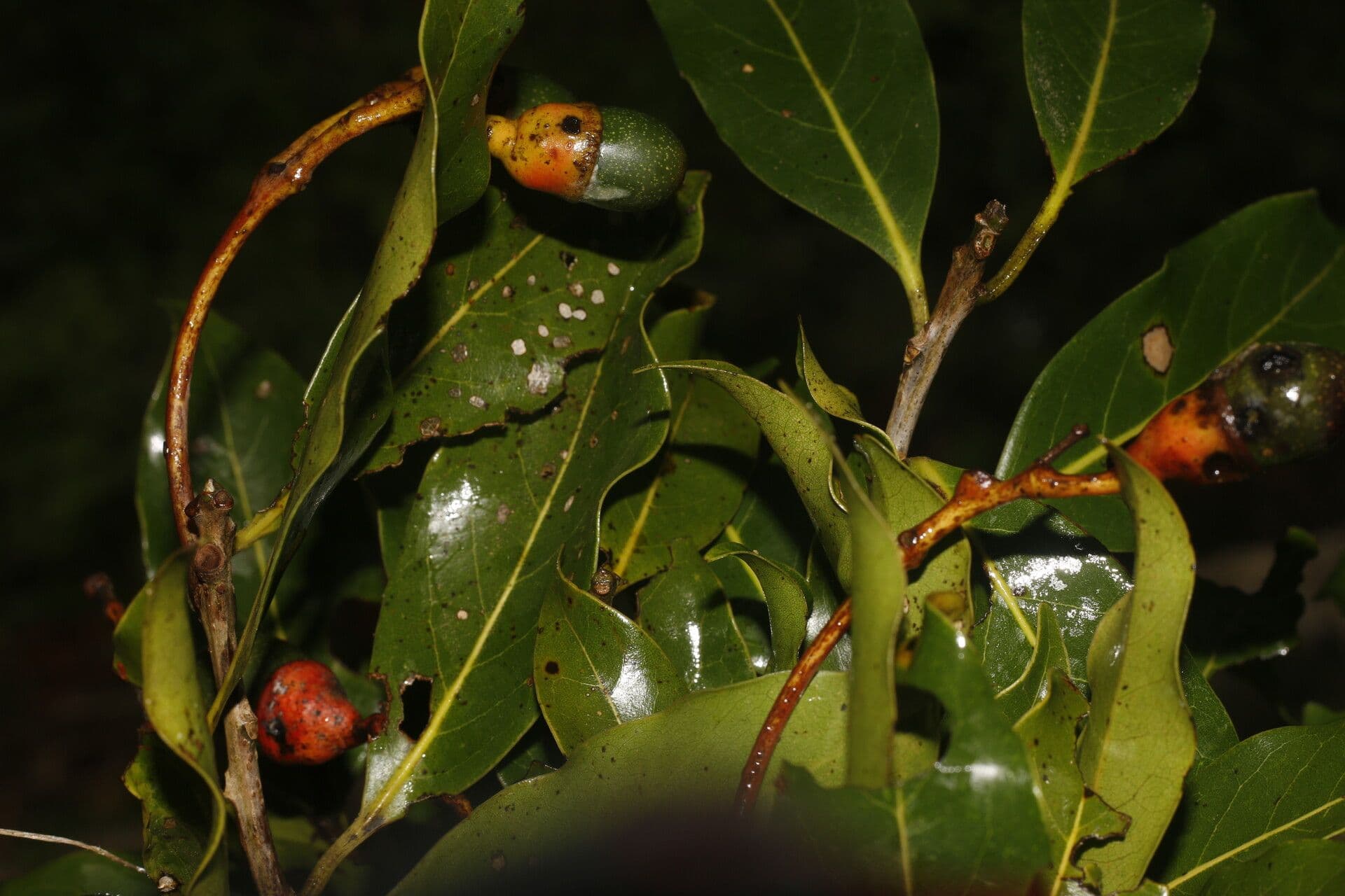 Veraguas-Mespilodaphne 3