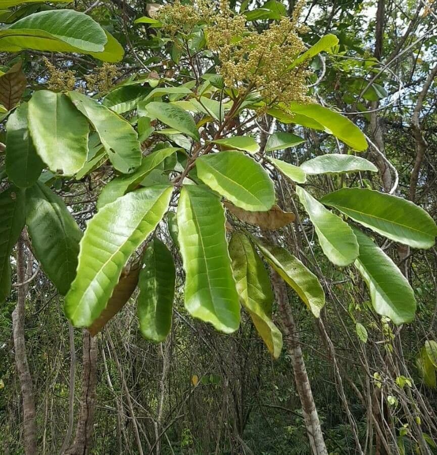 Cupania americká 6
