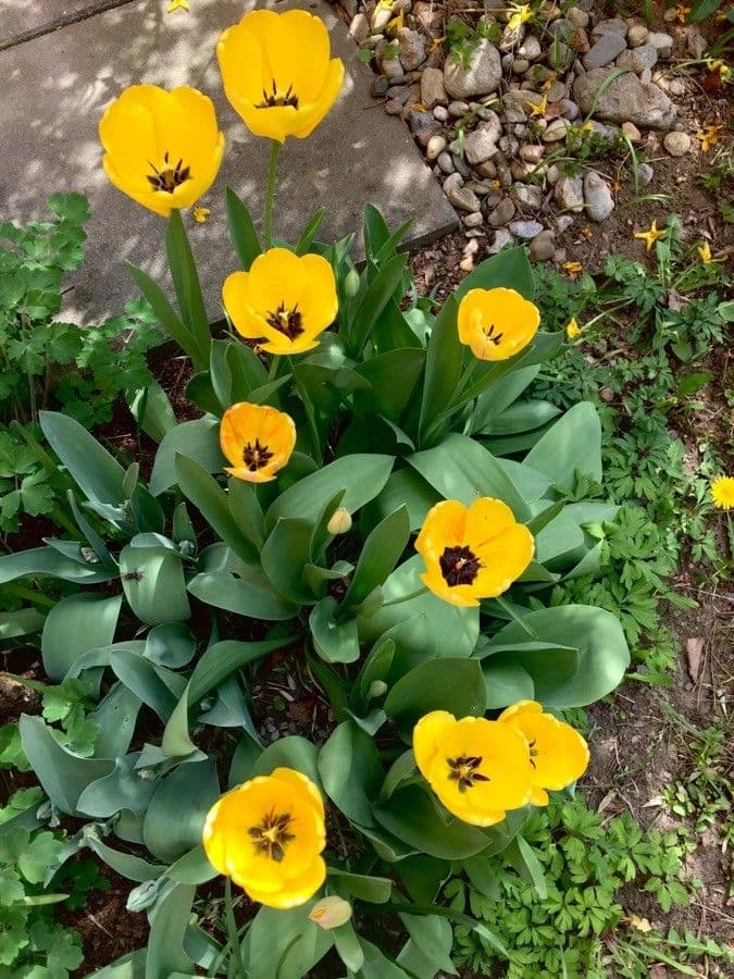 Tulipano di Gesner 12