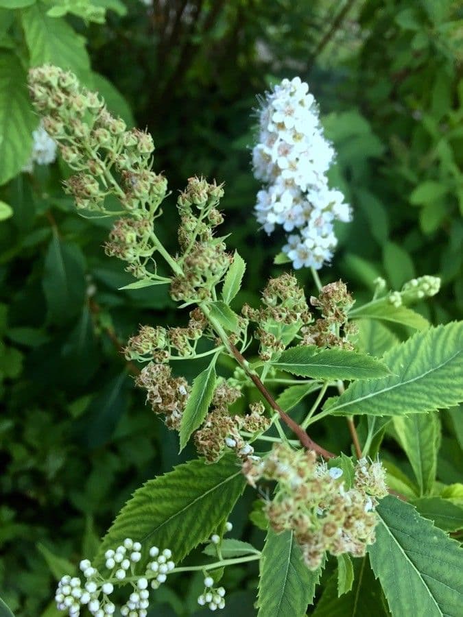 Spirea bianca 2