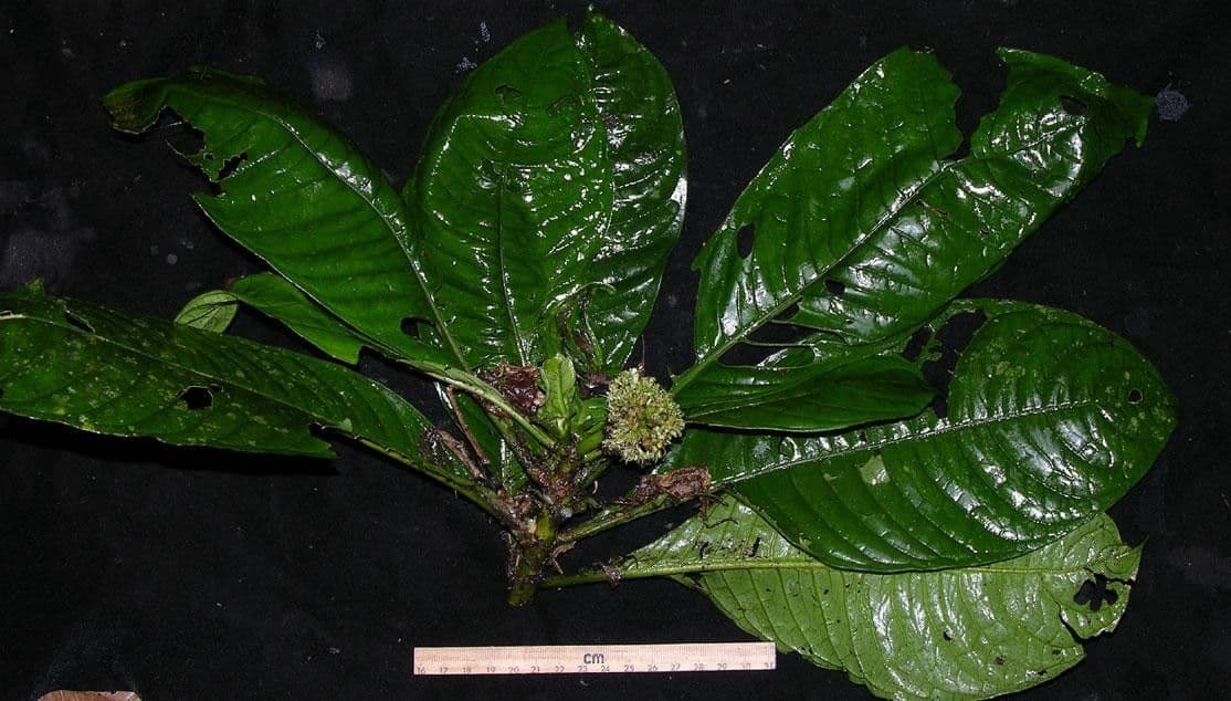 Psychotria 14