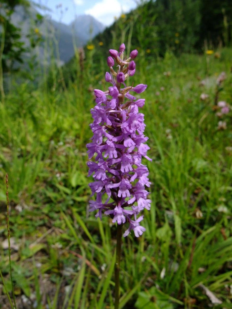 Manina profumata 9