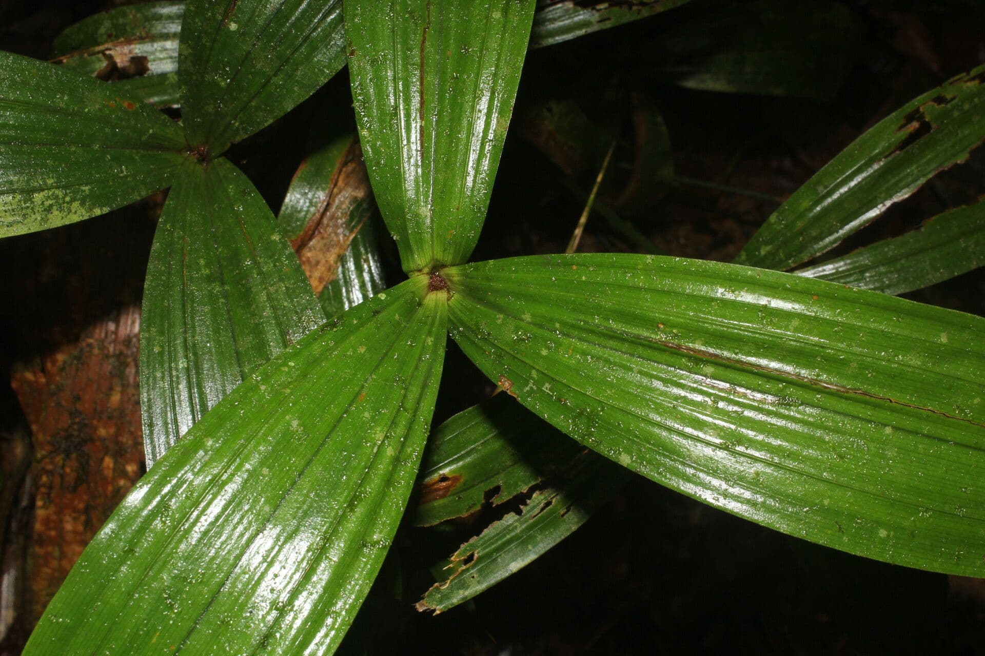 Mapania 9