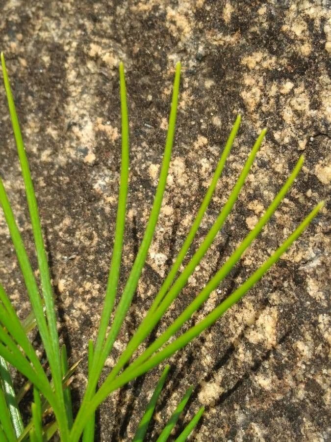 Actiniopteris 4