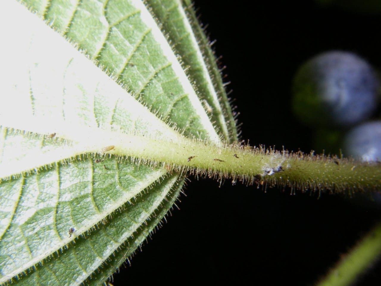 Miconia 14