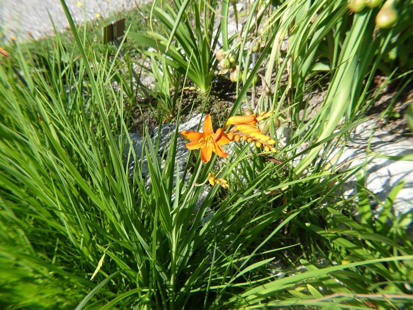Crocosmia paniculata 7