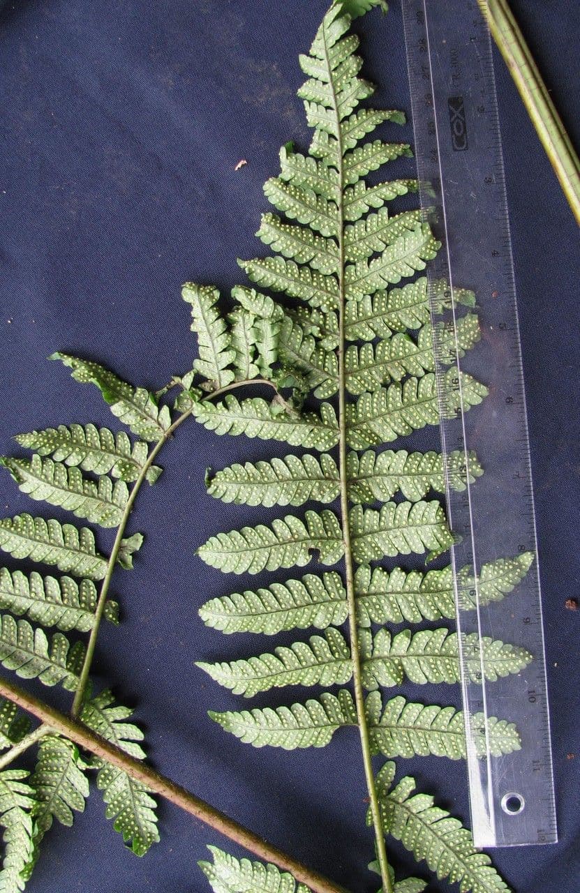 Jagleaf Dschungelfarn 2