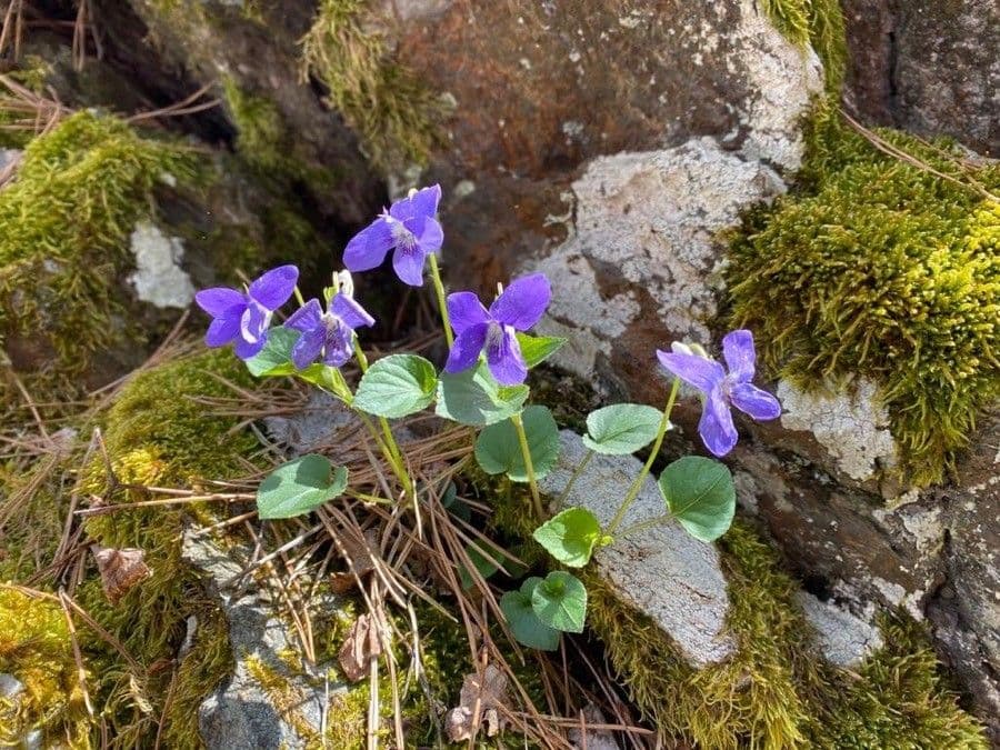 Wald-Veilchen 14