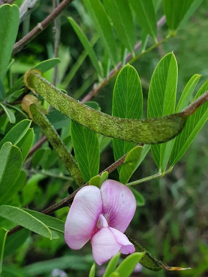 Tephrosia