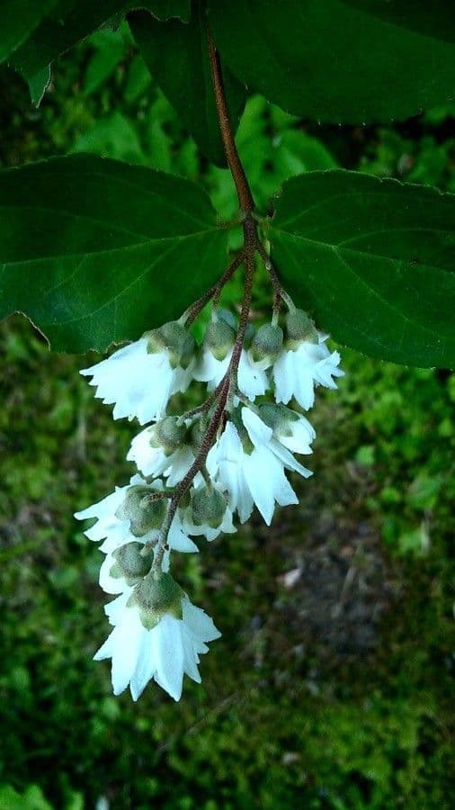 Deutzia scabra 6
