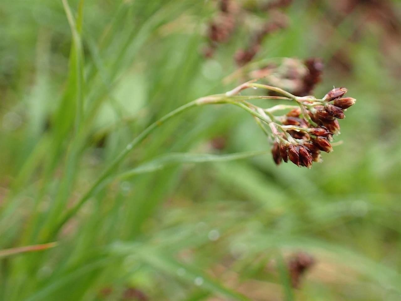 Alpen-Haar-Simse 11
