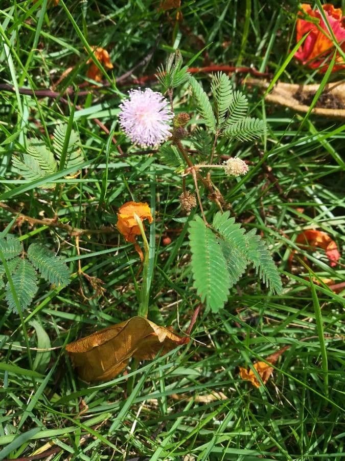 Mimosa pudica 13