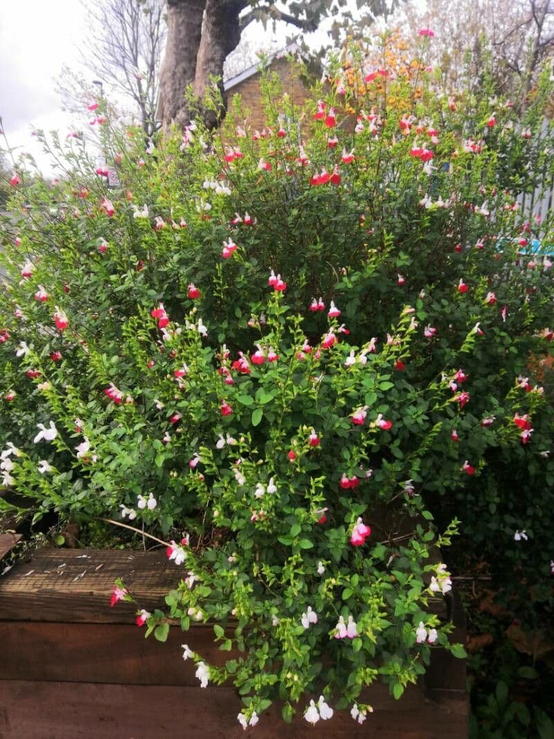 Salvia a foglie piccole 30