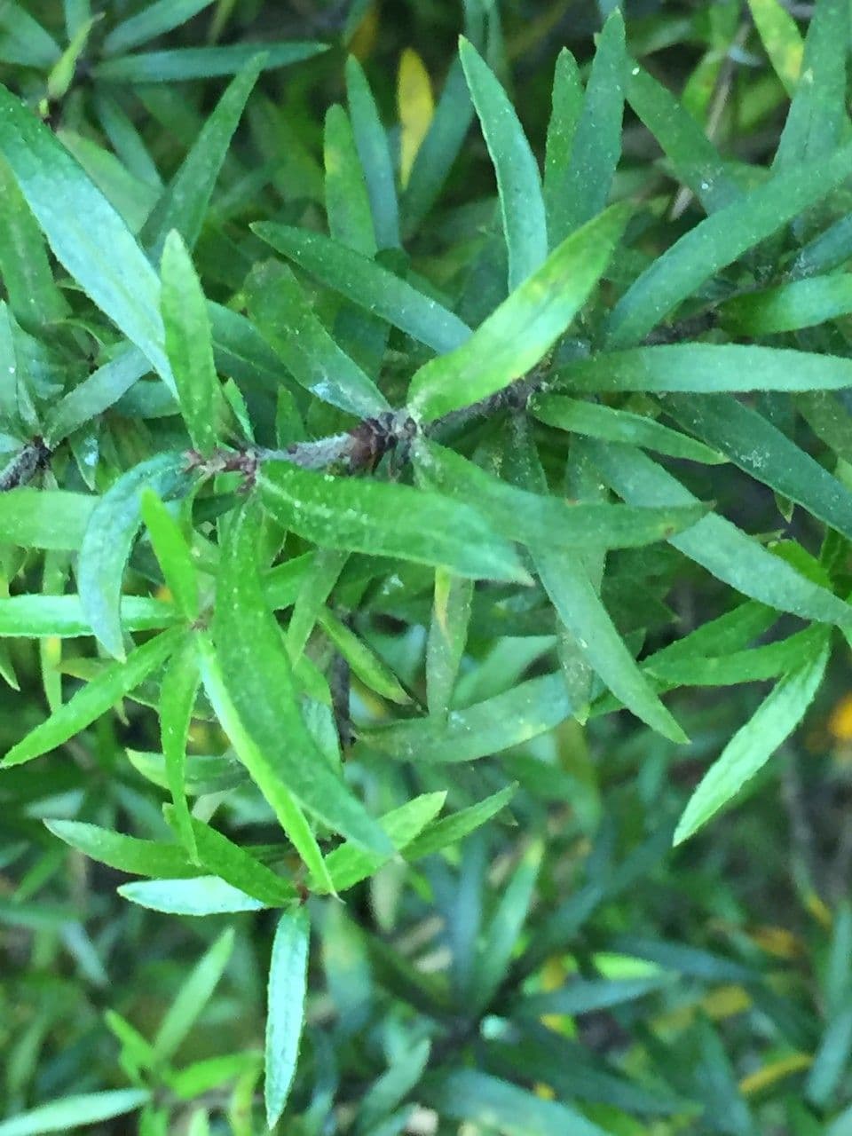 Pittosporum 3