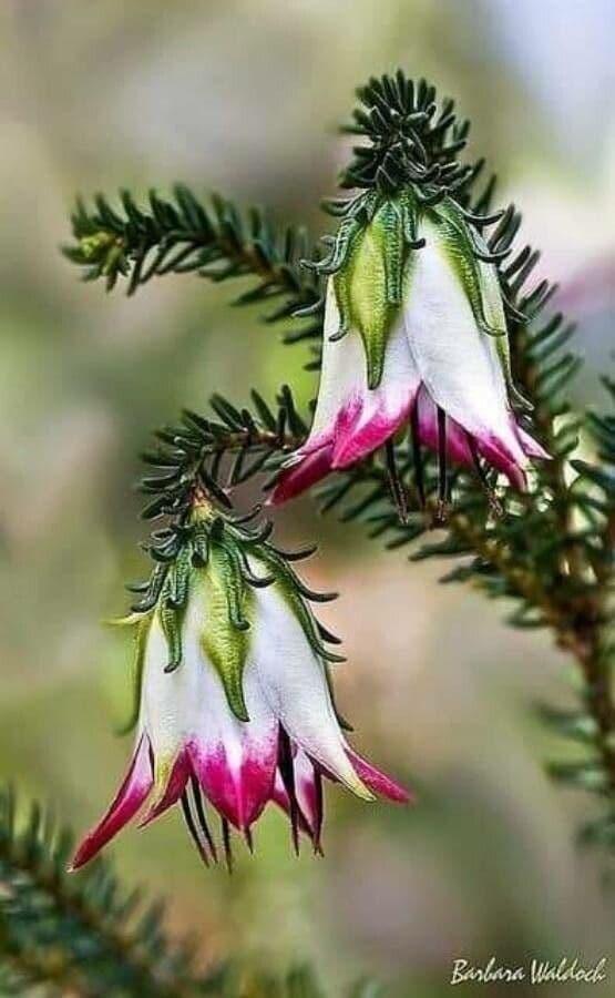 Darwinia 2