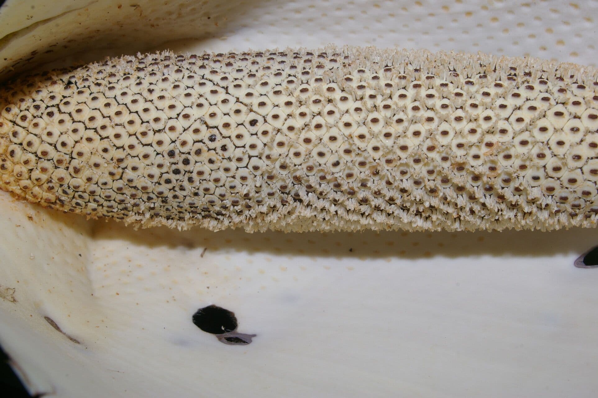 Monstera 5