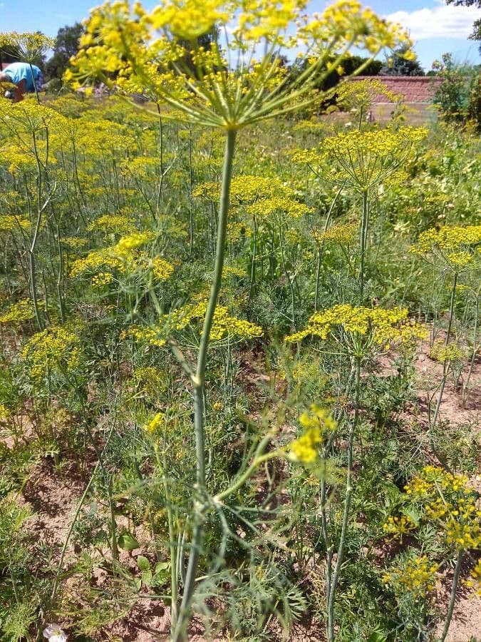Dill 14