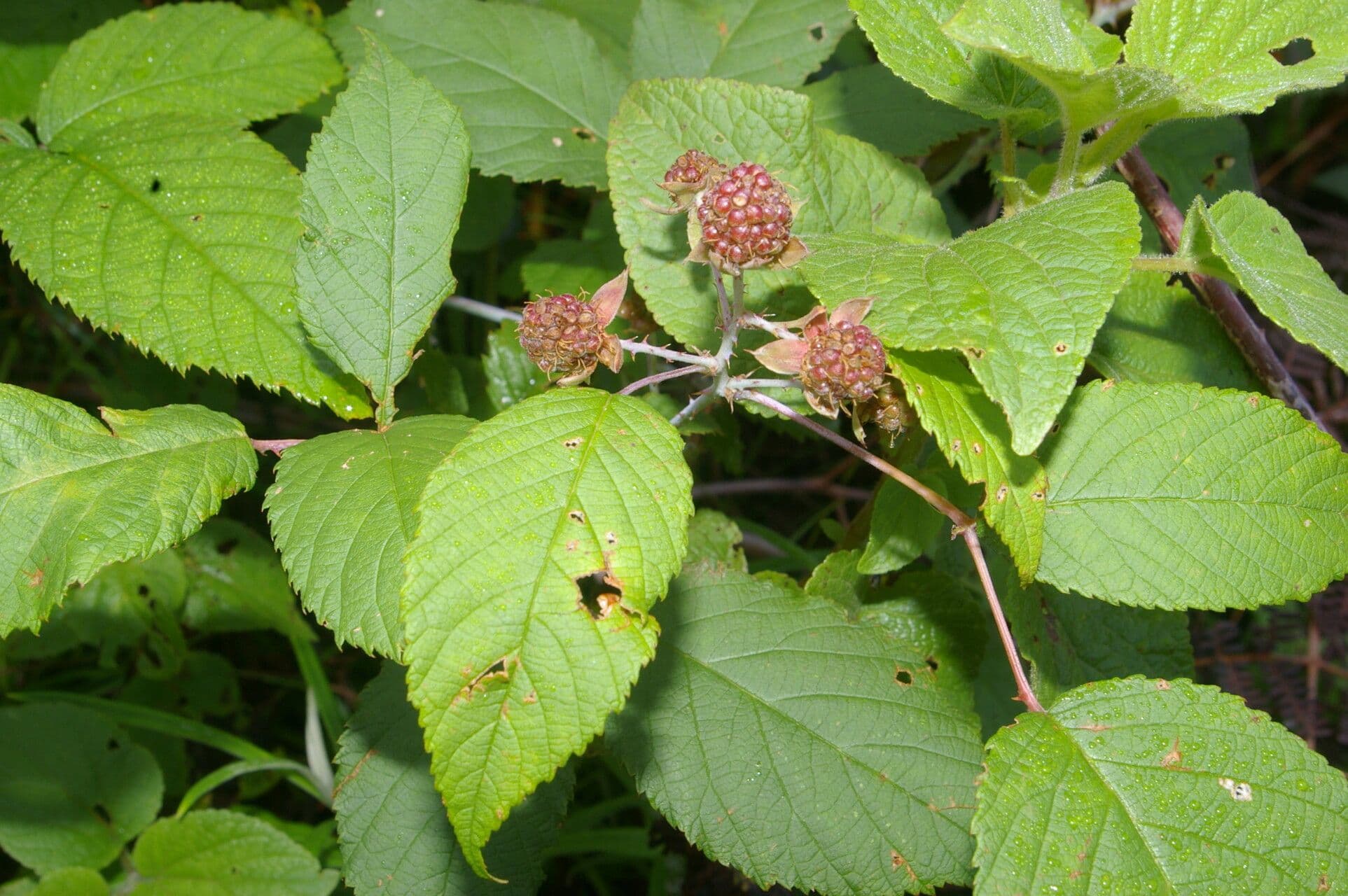 Rovo 7