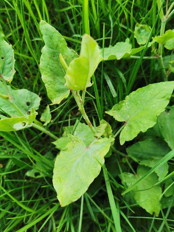Rumex maderensis 14