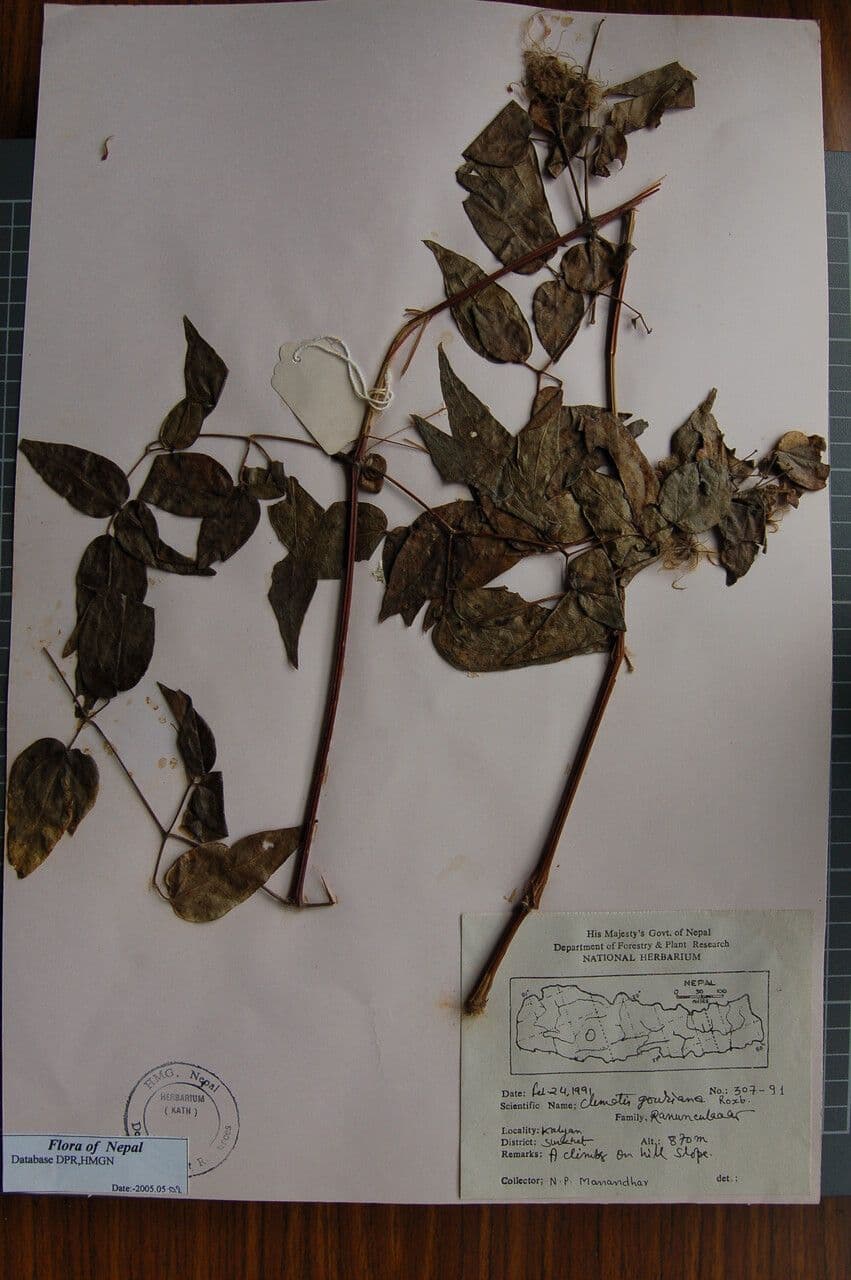 Clematis 6