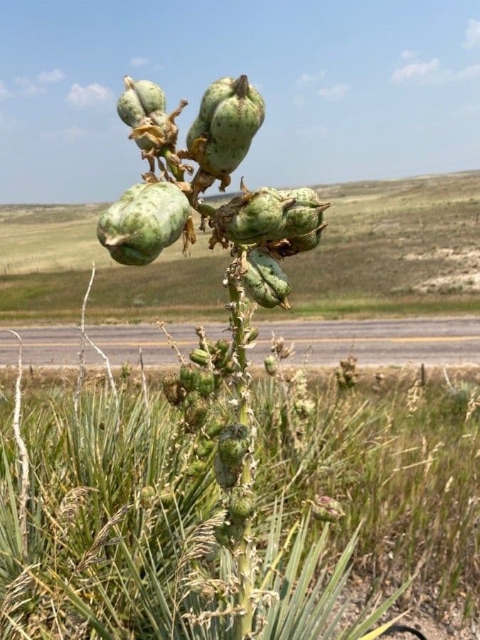 Yucca glauca 7