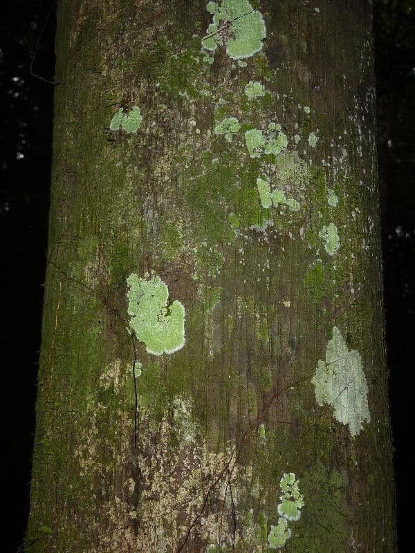 Oenocarpus bacaba