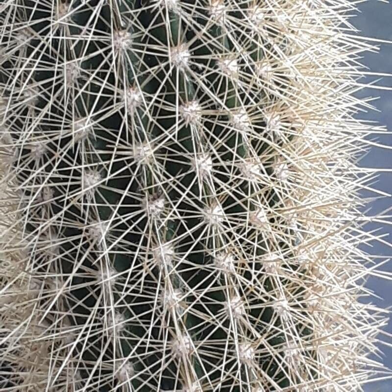 Pilosocereus 14
