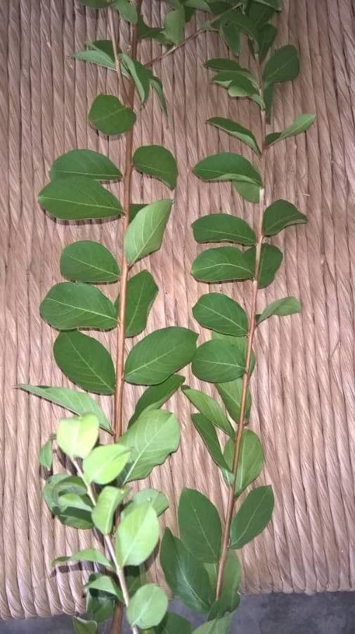 Bürstenholly 6