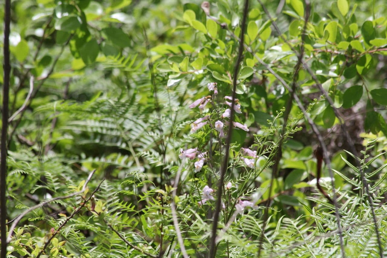 Penstemon laxiflorus 7