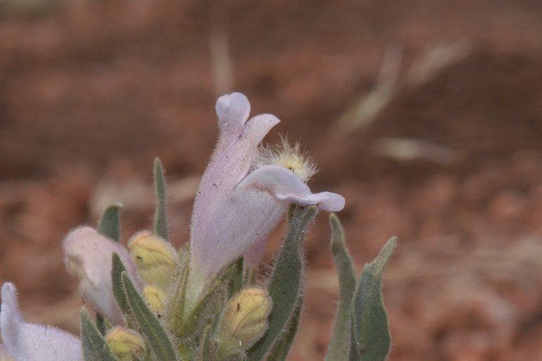 Penstemon 3
