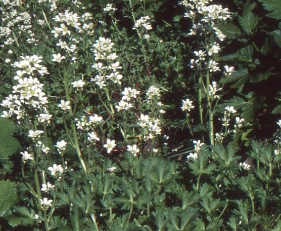 Geranienblättrige Steinbrech 11