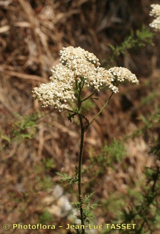 Achillea ligustica 12