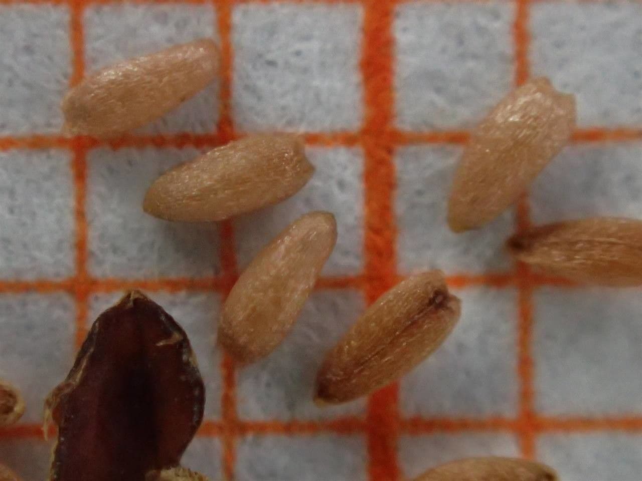 Salcerella comune 4
