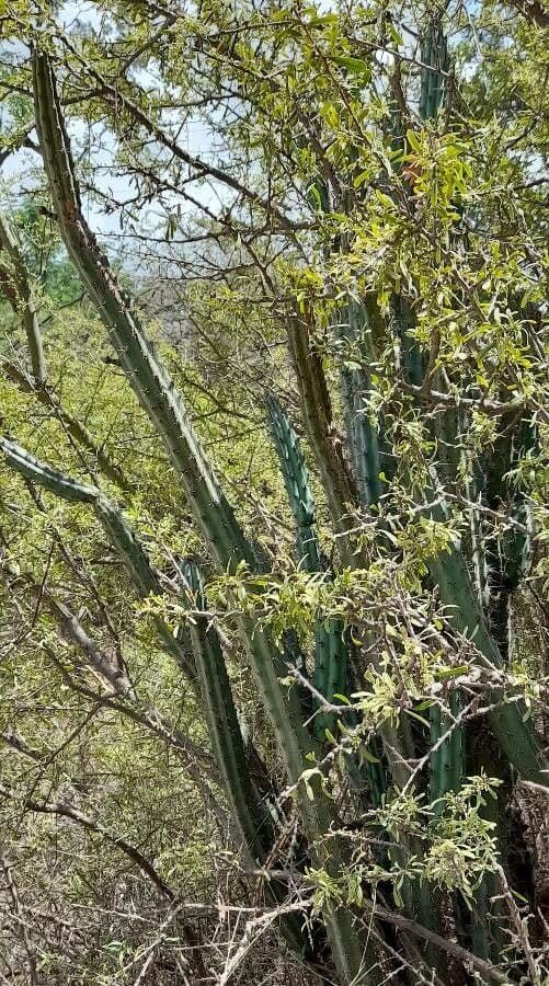 Cereus 6