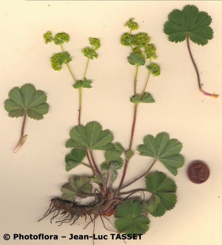 Alchemilla 4