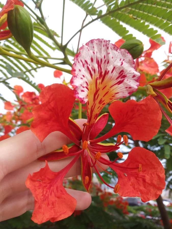 Flamboyant 9