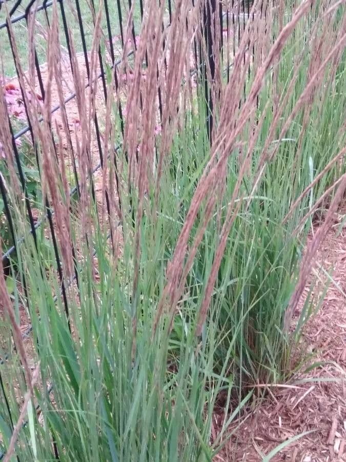 Třtina křovištní 26