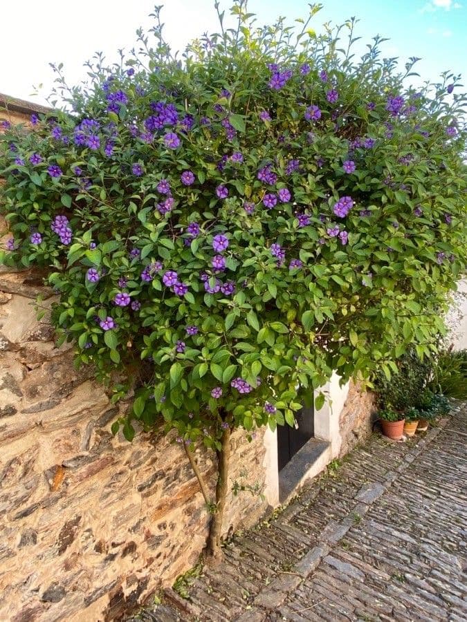Lycianthes 12
