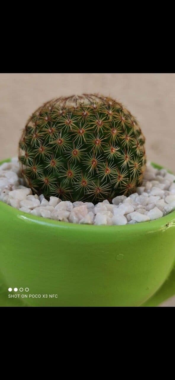 Mammillaria di Matuda 10