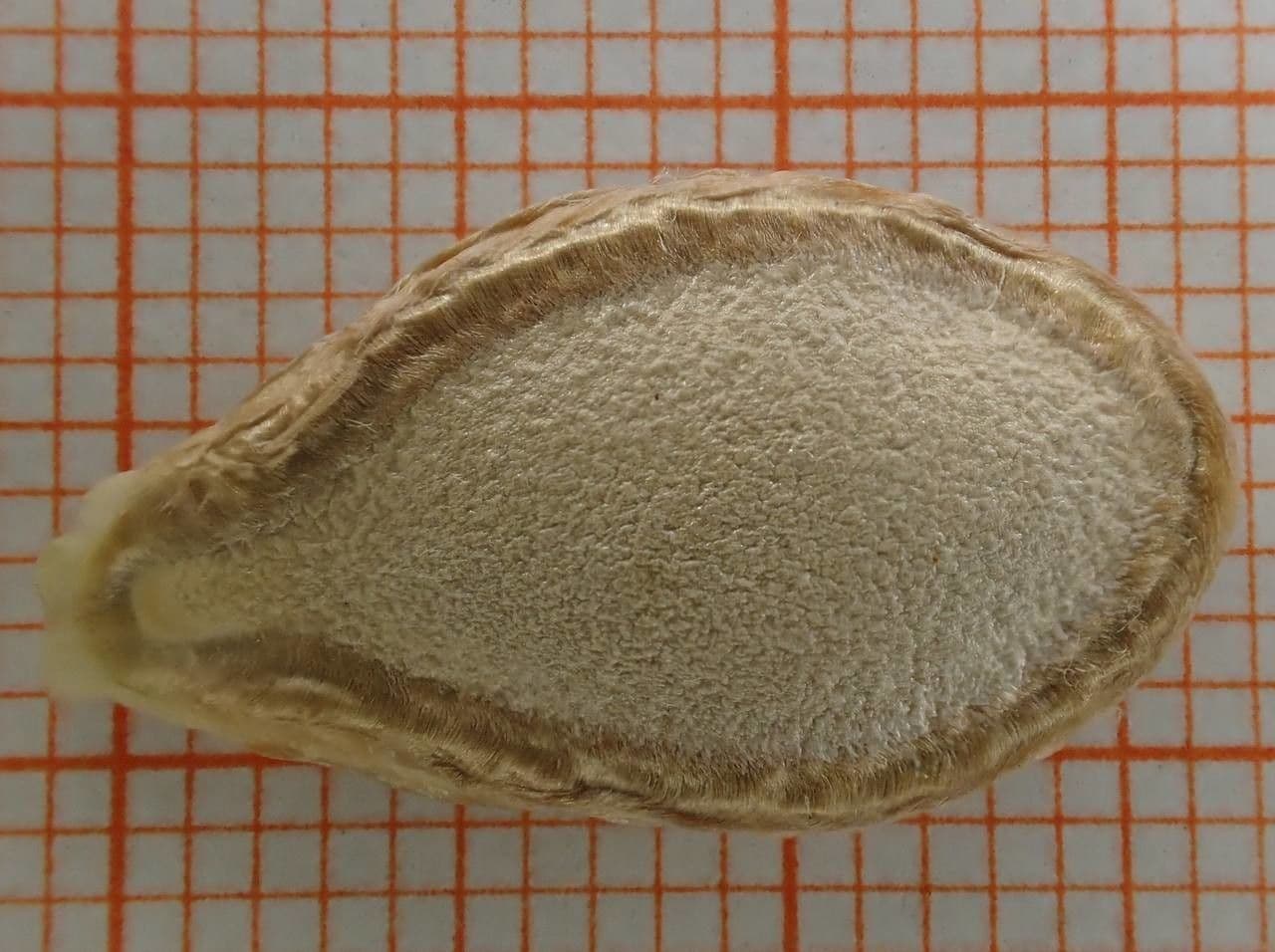 Zucca moscata 26