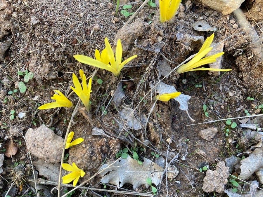 Sternbergia colchiciflora 2