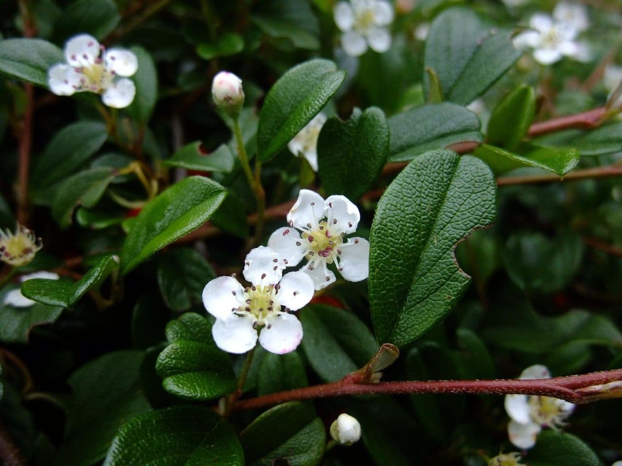 Cotoneaster di Dammer 28