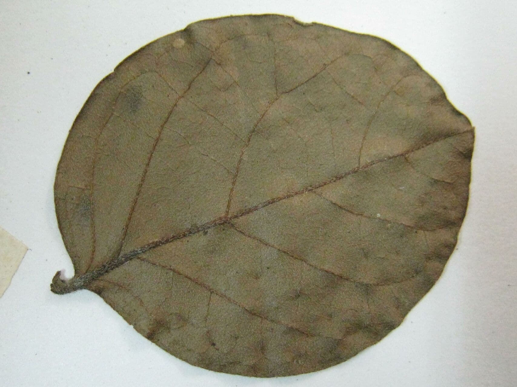 Cordia 3